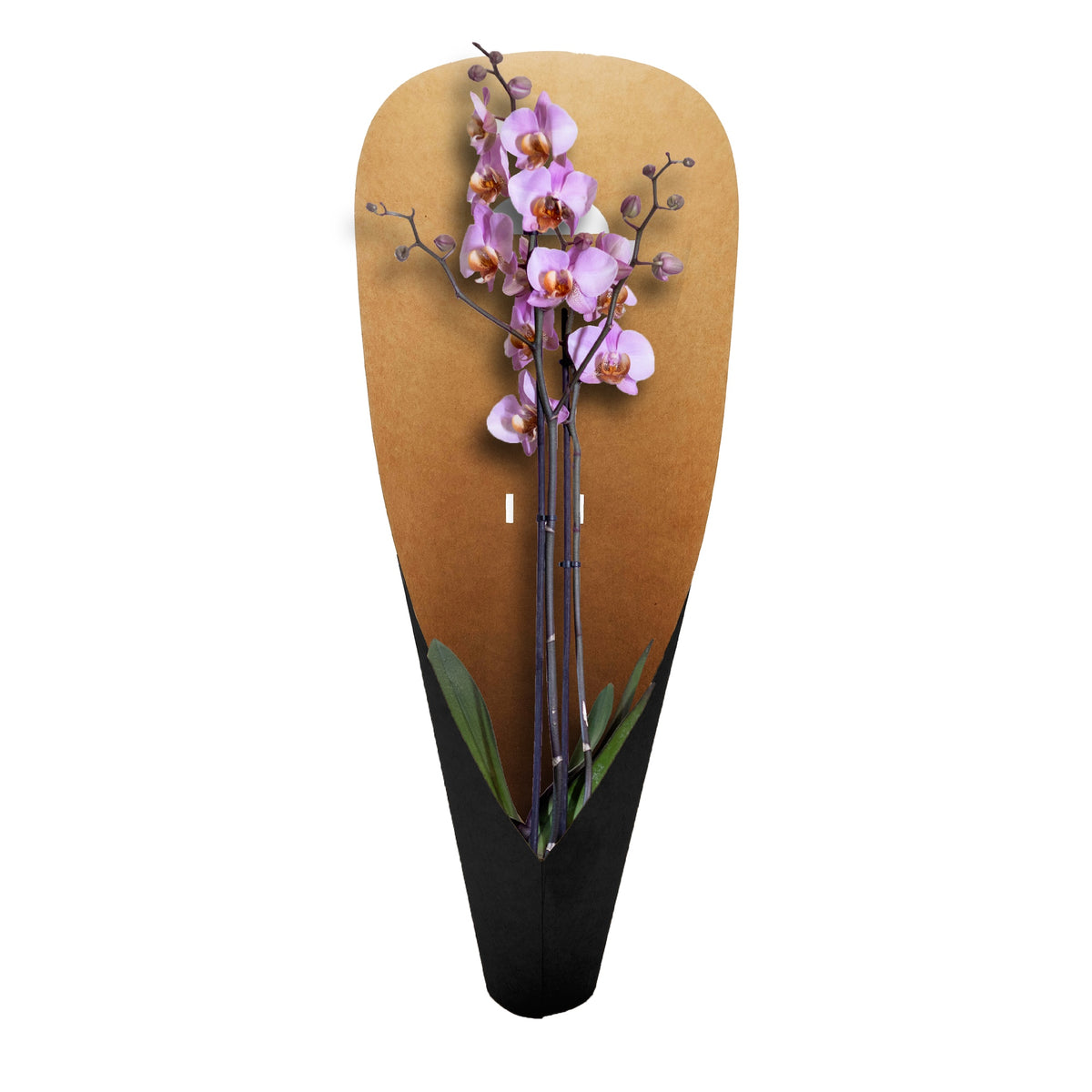 Orchideen-Tragetasche – Schwarz (20er-Pack)